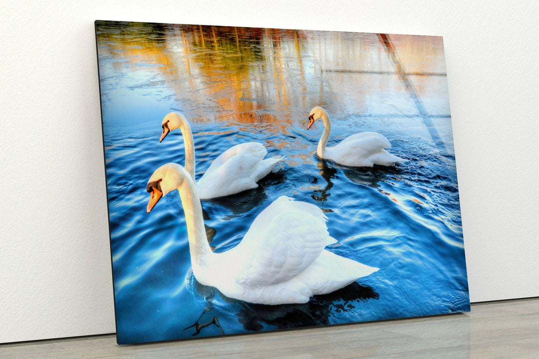 Swans on Lake Glass Wall Art glass pictures for Wall, glass prints wall art