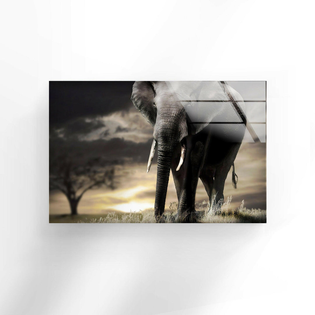 African Old Elephant Glass Wall Art print picture on glass, Tempered Glass Wall Art