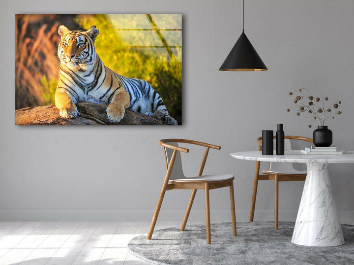 Tiger on The Rock Glass Wall Art glass photo prints, glass picture prints