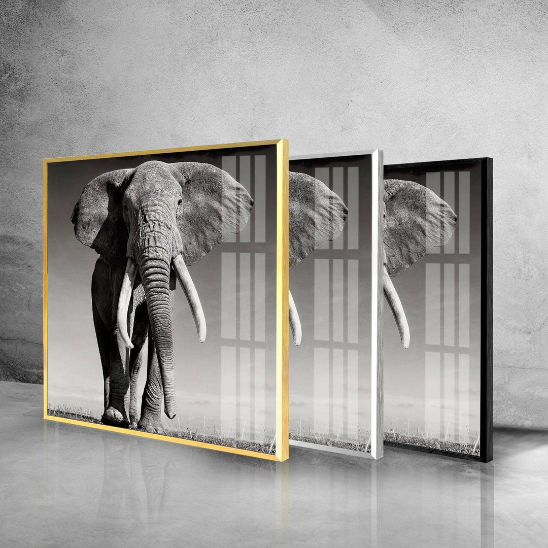 Black White Elephant Glass Wall Art large glass photo prints, glass wall photos