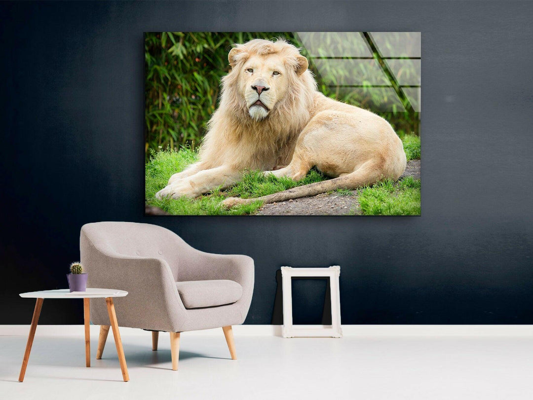 Safari Lion Glass Wall Art glass image printing, glass prints from photos