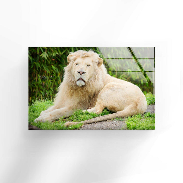 Safari Lion Glass Wall Art glass pictures for Wall, glass prints wall art