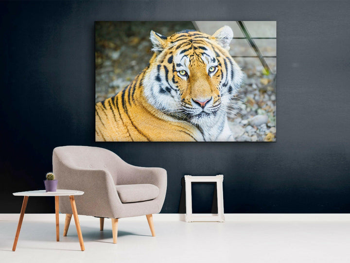 Siberian Tiger Glass Wall Art Glass Printing Wall Art, Print photos on glass