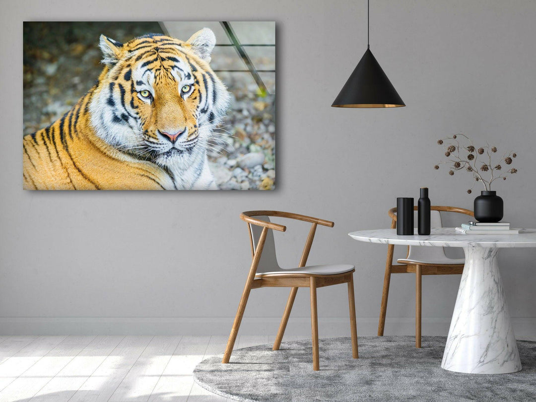 Siberian Tiger Glass Wall Art glass image printing, glass prints from photos