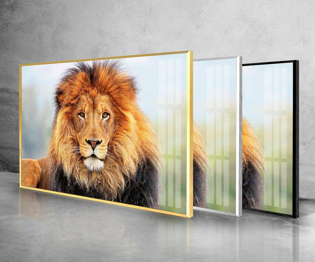 Wild Lion Portrait Glass Wall Art Glass Printing Wall Art, Print photos on glass