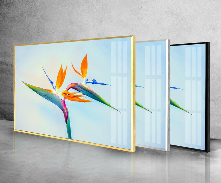 Strelitzia Flower Glass Wall Art, glass photo prints, glass picture prints