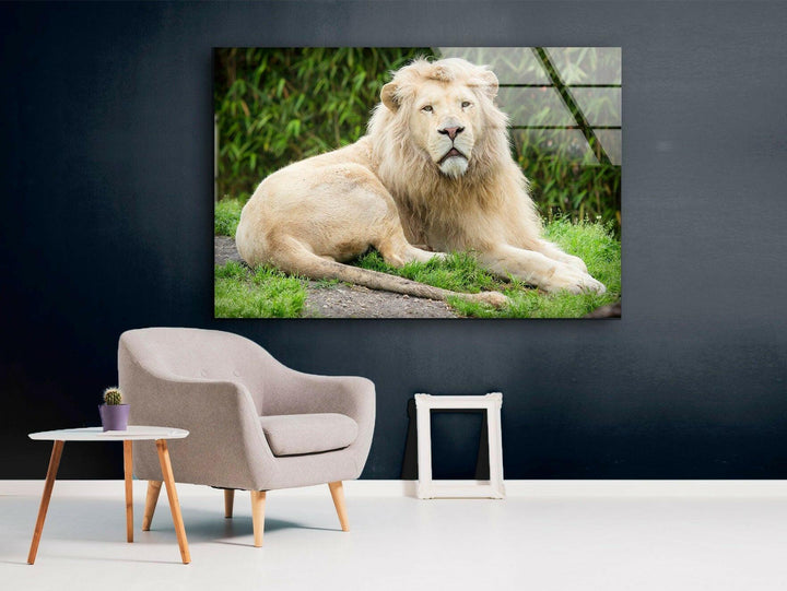 Wild White Lion Glass Wall Art Glass Printing Wall Art, Print photos on glass