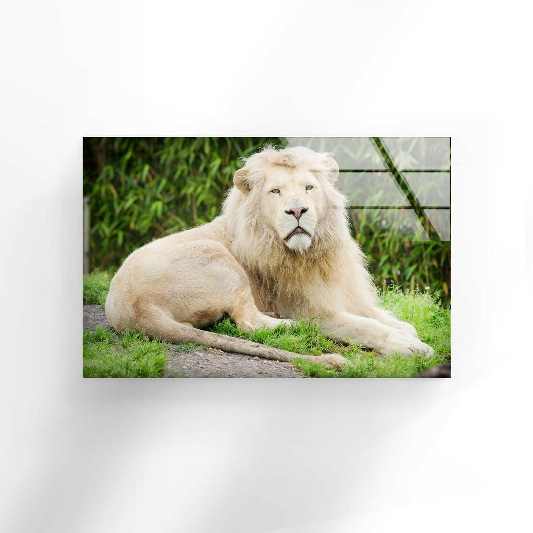 Wild White Lion Glass Wall Art glass photo prints, glass picture prints