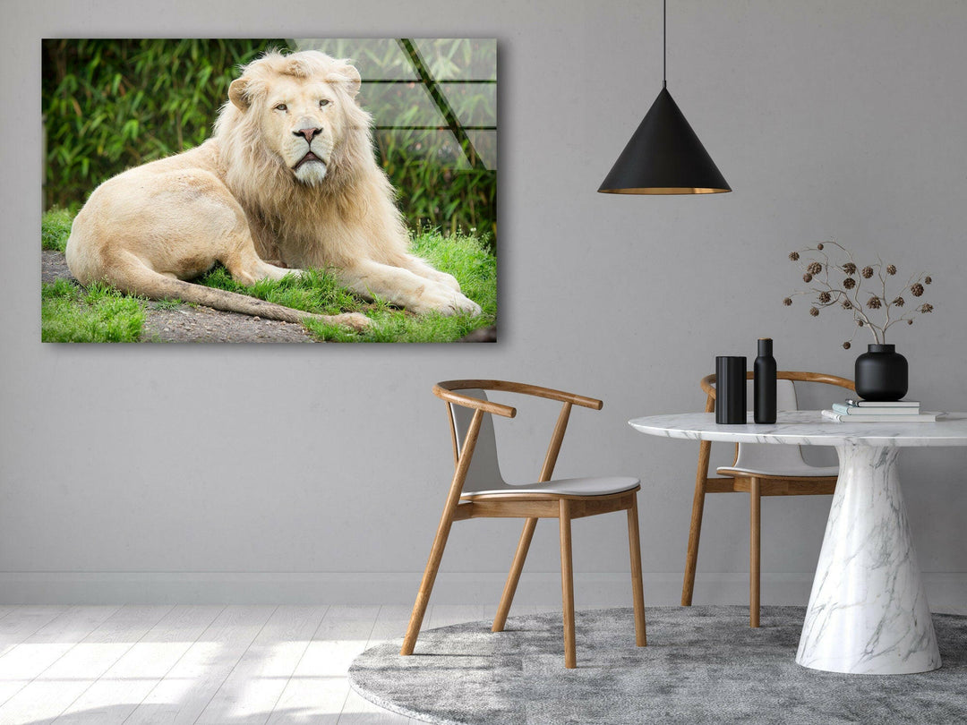 Wild White Lion Glass Wall Art glass image printing, glass prints from photos