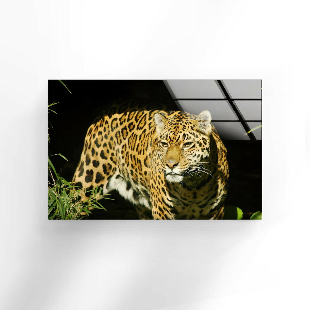 Amur Leopard Glass Wall Art glass photo prints, glass picture prints