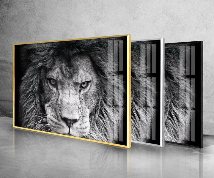 Gray Lion Animal Glass Wall Art glass image printing, glass prints from photos