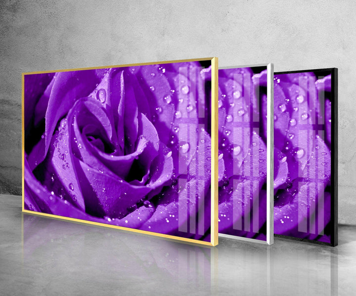 Closeup Of Purple Rose Glass Wall Art, Glass Printing Wall Art, Print photos on glass