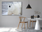 Animal Polar Bear Tempered Glass Wall Art - MyPhotoStation