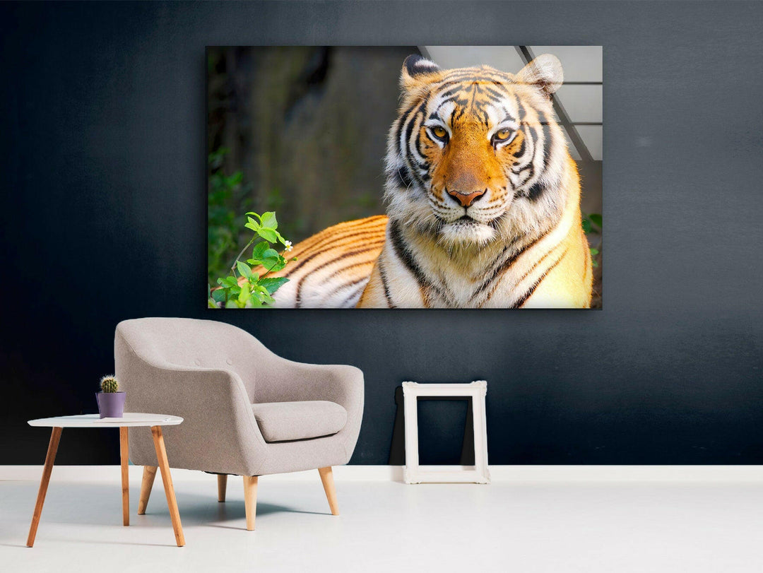 Wildlife Tiger Glass Wall Art glass photo prints, glass picture prints