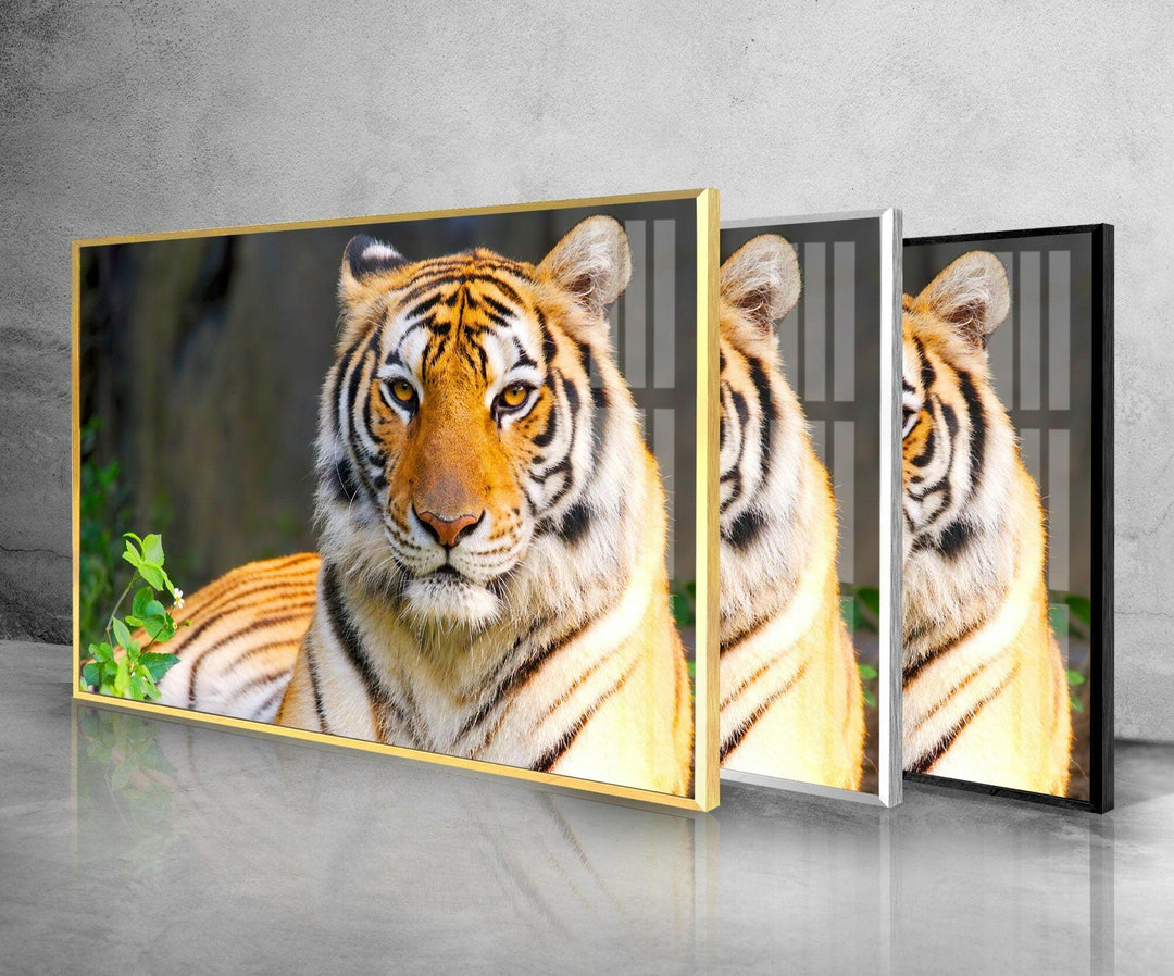 Wildlife Tiger Glass Wall Art glass image printing, glass prints from photos