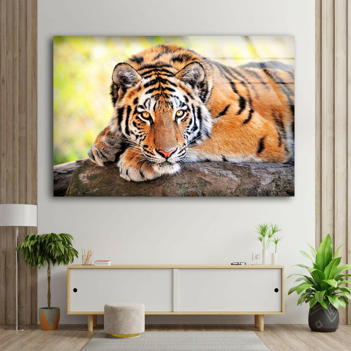 Large Tiger Laying Glass Wall Art picture on glass wall art, photos printed on glass