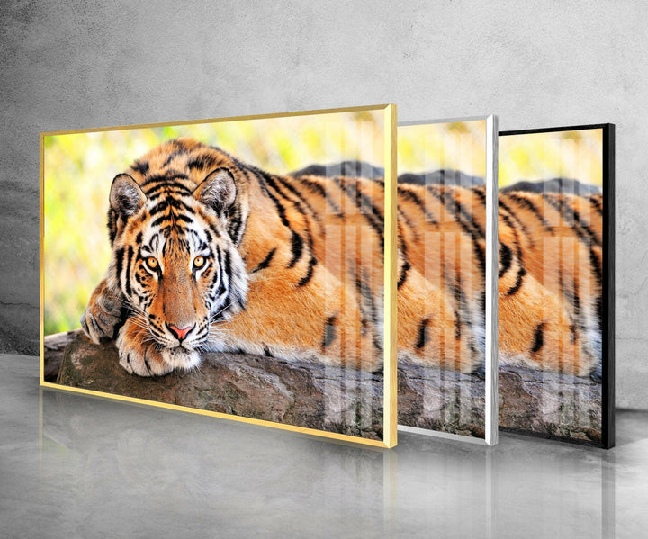 Large Tiger Laying Glass Wall Art Glass Printing Wall Art, Print photos on glass