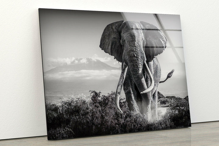 Old Elephant Running Glass Wall Art glass pictures for Wall, glass prints wall art