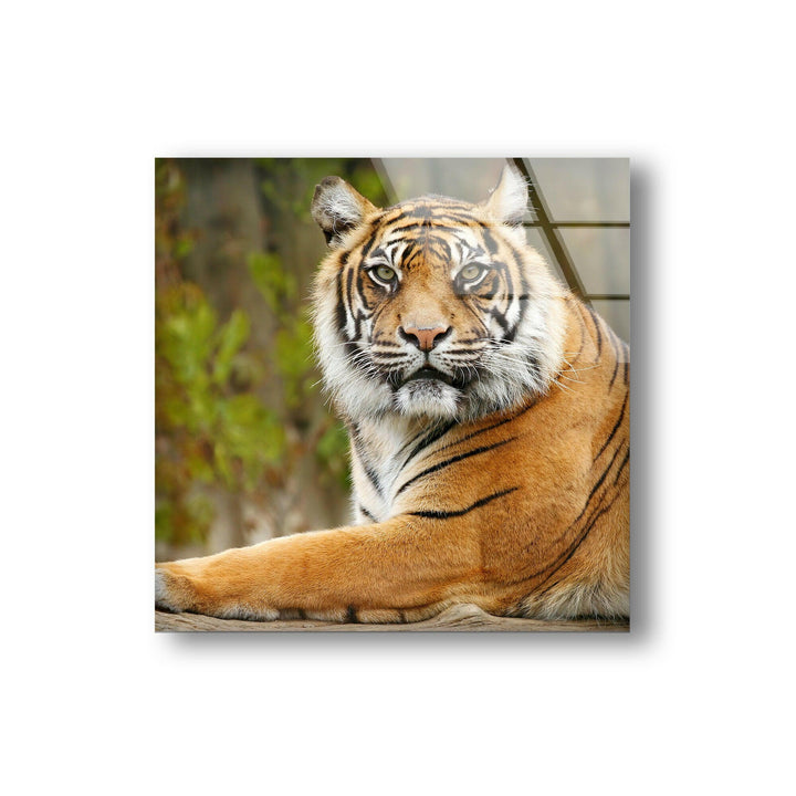 Tiger View Glass Wall Art picture on glass wall art, photos printed on glass