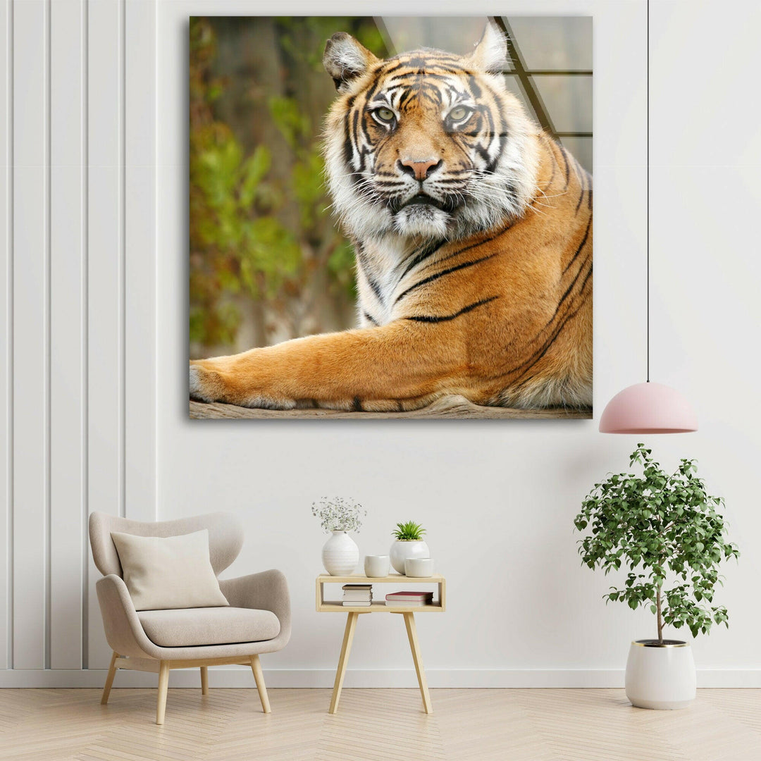 Tiger View Glass Wall Art print on glass, glass printed photos