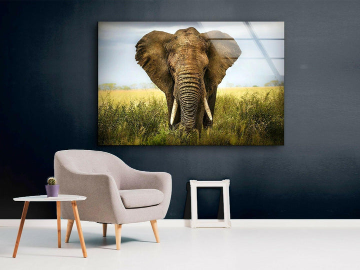 Safari Elephant Glass Wall Art print on glass, glass printed photos