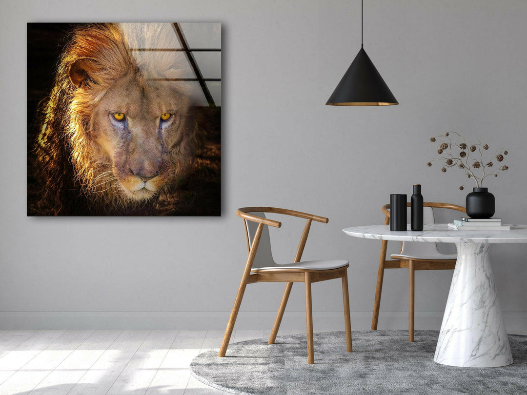 Angry Lion Glass Wall Art glass photo prints, glass picture prints