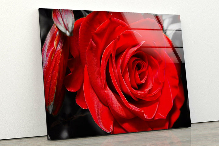 Red Rose Closeup Glass Wall Art, glass image printing, glass prints from photos