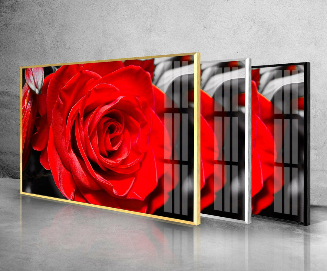 Red Rose Closeup Glass Wall Art, photo print on glass, prints on glass wall art