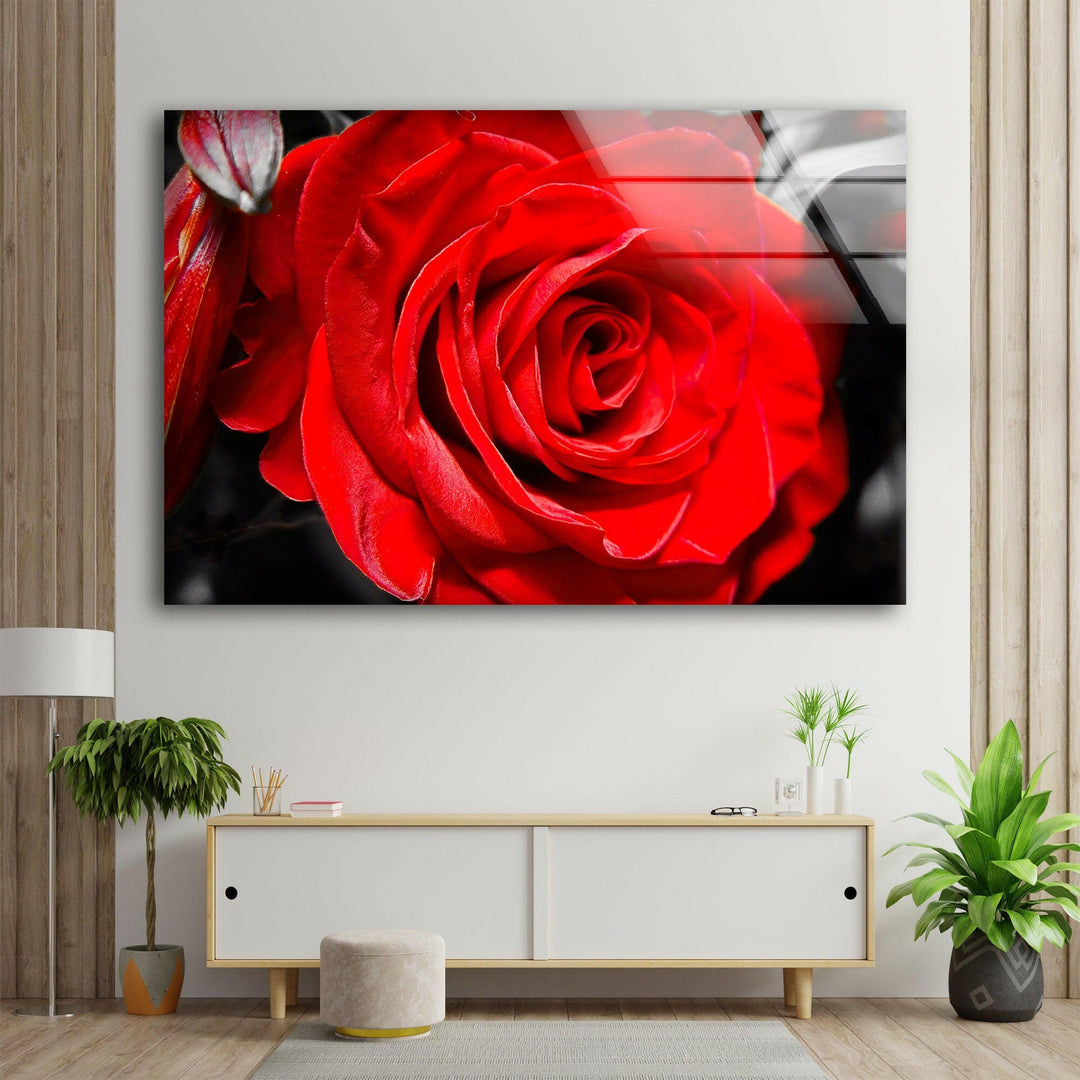 Red Rose Closeup Glass Wall Art, custom glass pictures, glass art prints