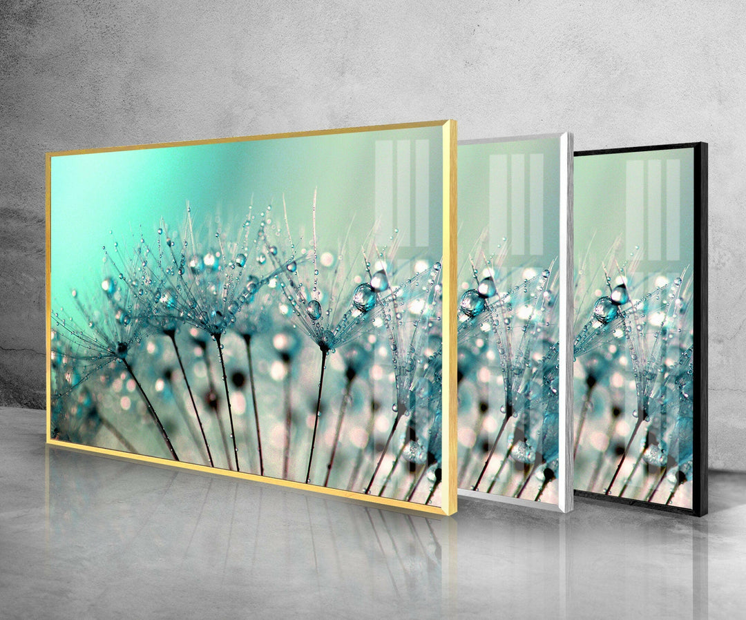 Drops On A Dandelion Glass Wall Art, glass photo prints, glass picture prints