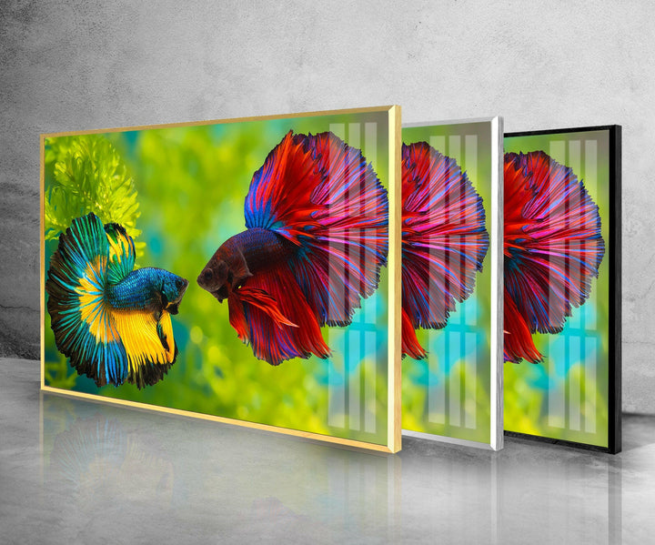 Colorful Beta Fishes Glass Wall Art print picture on glass, Tempered Glass Wall Art