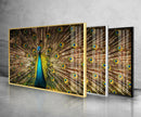 Vibrant Peacock Glass Wall Art glass photo prints, glass picture prints