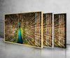 Peacock Feather Tempered Glass Wall Art - MyPhotoStation