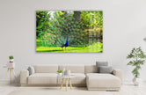 Peacock in Nature large glass photo prints, glass wall photos