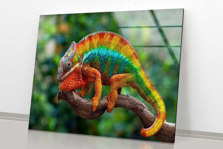 Vibrant Chameleon Glass Wall Art glass photo prints, glass picture prints