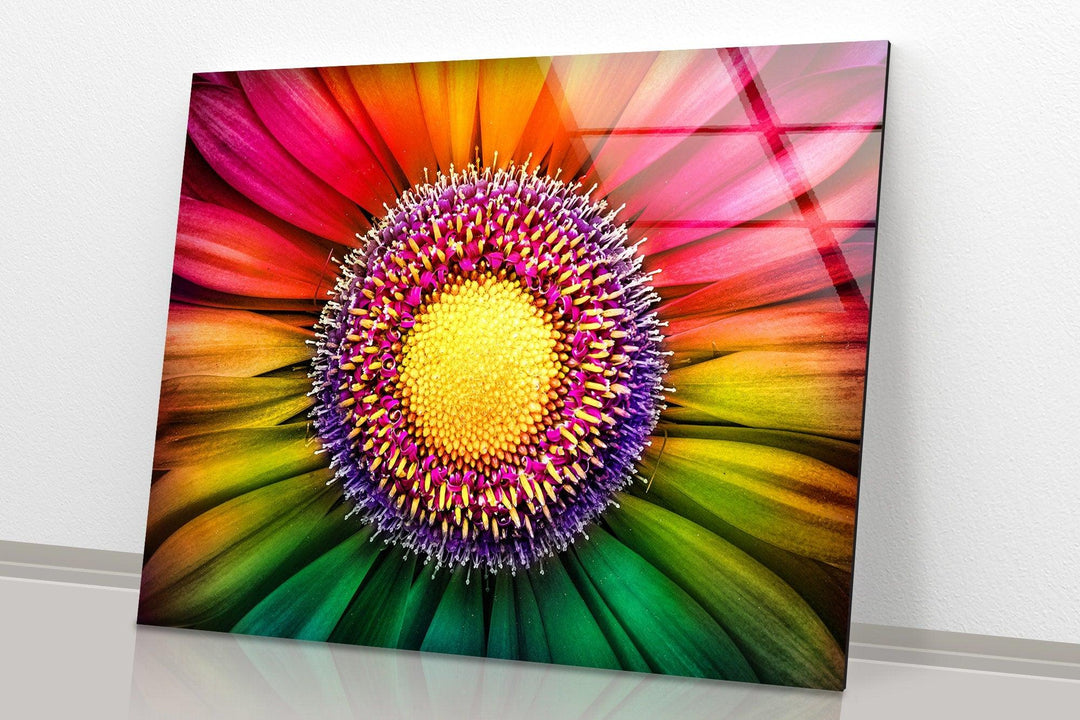 Rainbow Gerbera Flower Close Up Glass Wall Art, glass pictures for Wall, glass prints wall art