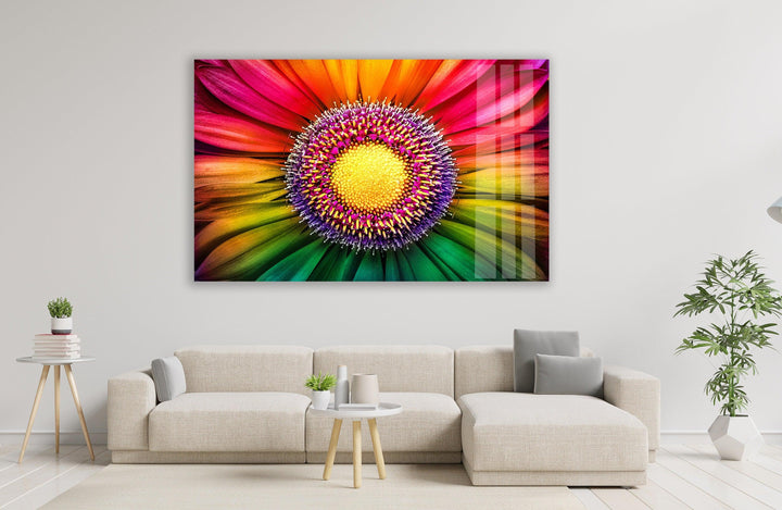 Rainbow Gerbera Flower Close Up Glass Wall Art, large glass photo prints, glass wall photos