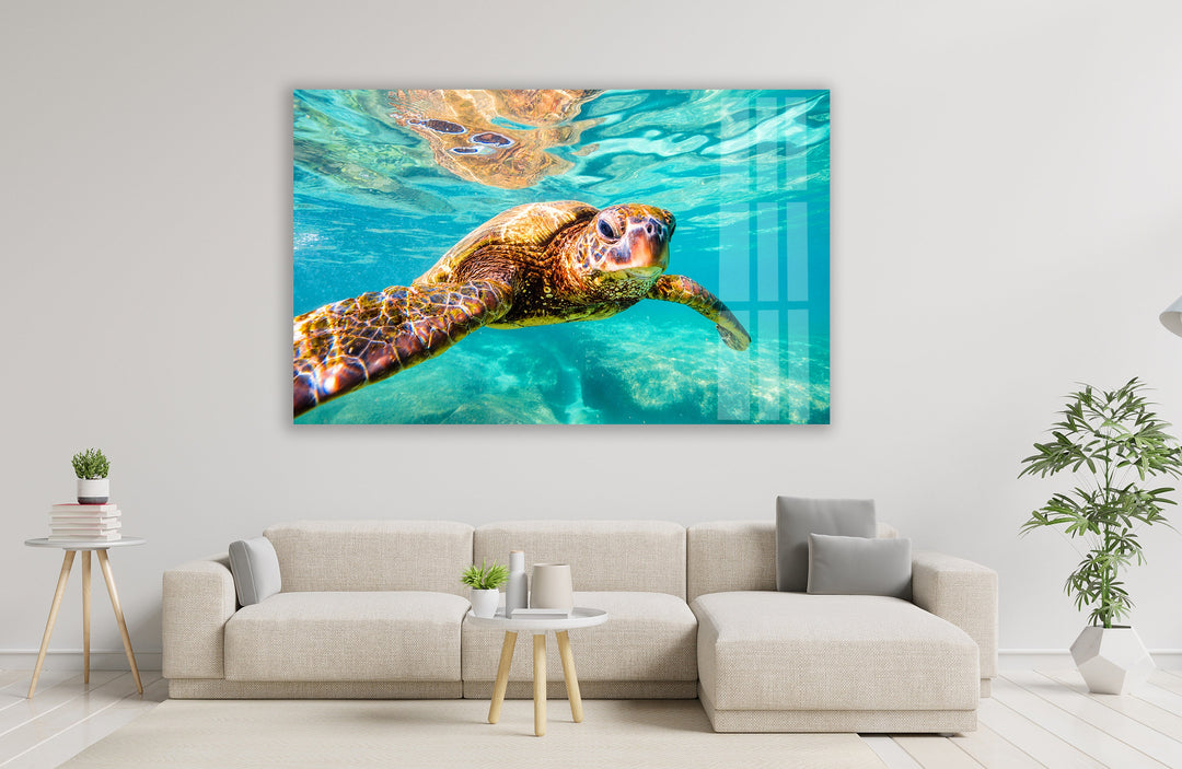 Sea Turtle Swimming Glass Wall Art print on glass, glass printed photos