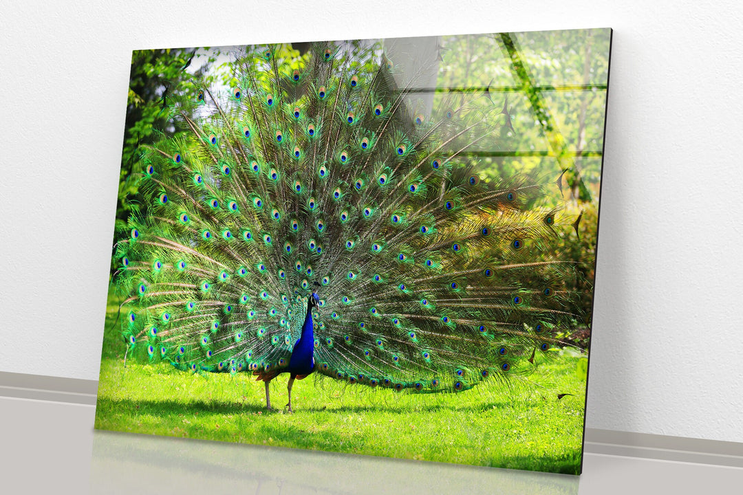 Peacock in Nature glass photo prints, glass picture prints