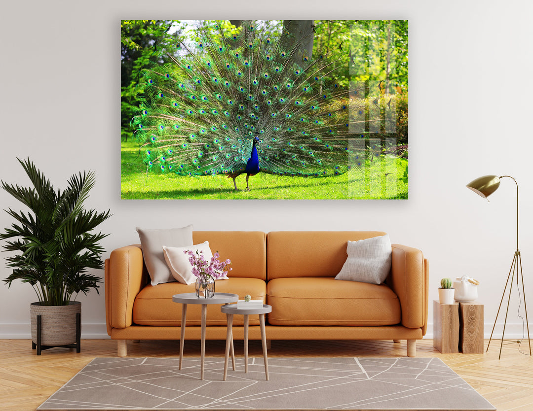 Peacock in Nature photo print on glass, prints on glass wall art