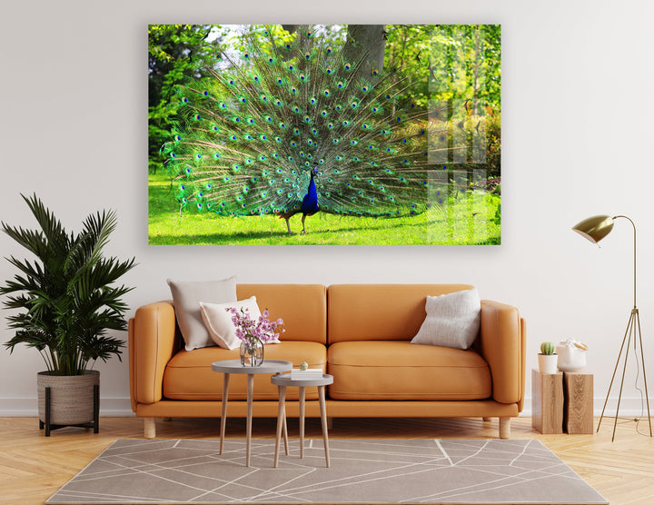 Peacock in Nature photo print on glass, prints on glass wall art