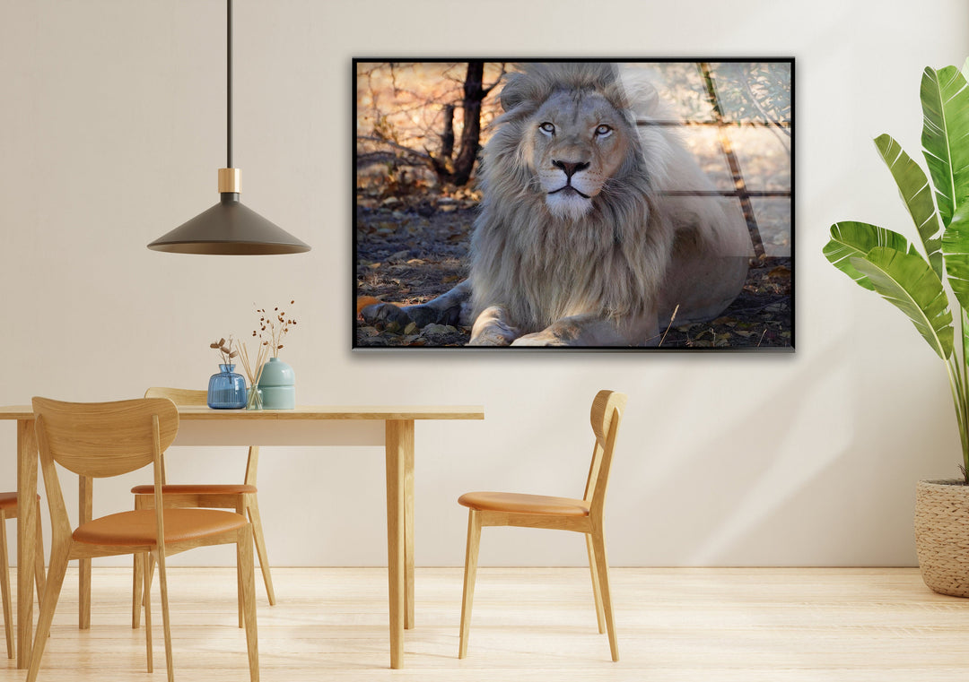 Barbary Lion Glass Wall Art custom glass photo prints, large glass prints