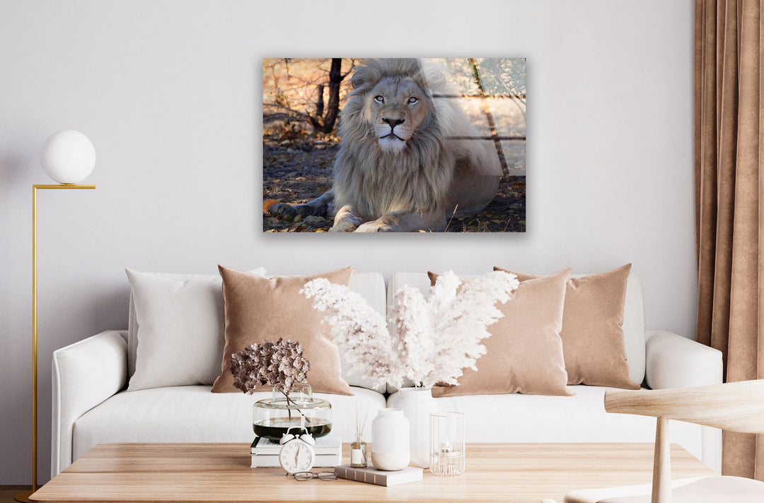 Barbary Lion Glass Wall Art large glass photo prints, glass wall photos