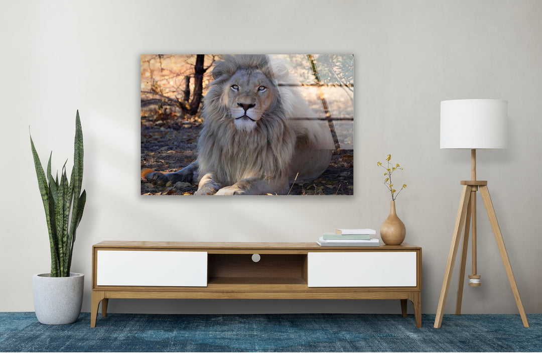 Barbary Lion Glass Wall Art print picture on glass, Tempered Glass Wall Art