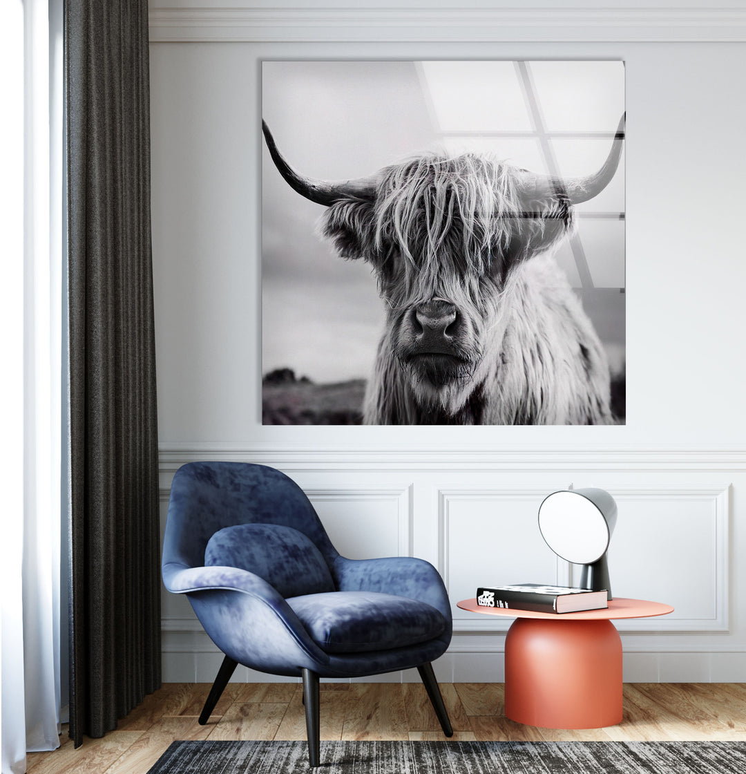 Scottish Cow Glass Wall Art large glass photo prints, glass wall photos