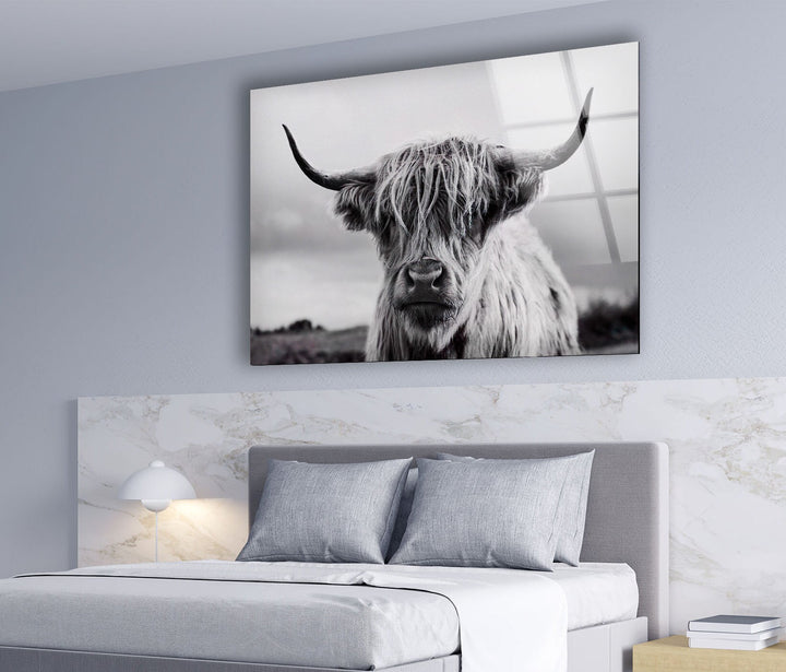 Scottish Cow Glass Wall Art custom glass photo prints, large glass prints