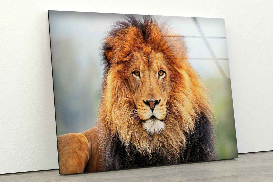 Wild Lion Portrait Glass Wall Art print picture on glass, Tempered Glass Wall Art