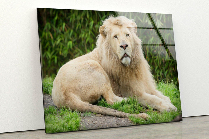 Wild White Lion Glass Wall Art stained glass wall art, stained glass wall decor