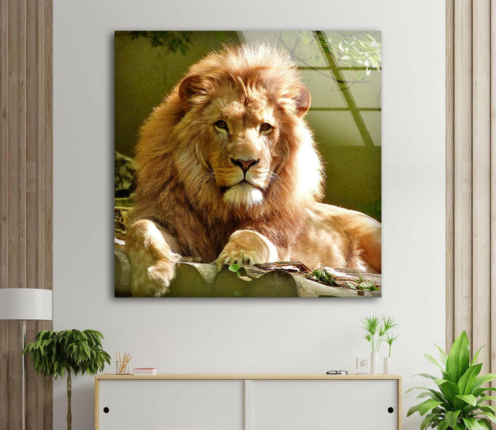 Wild Lion Portrait Glass Wall Art print picture on glass, Tempered Glass Wall Art