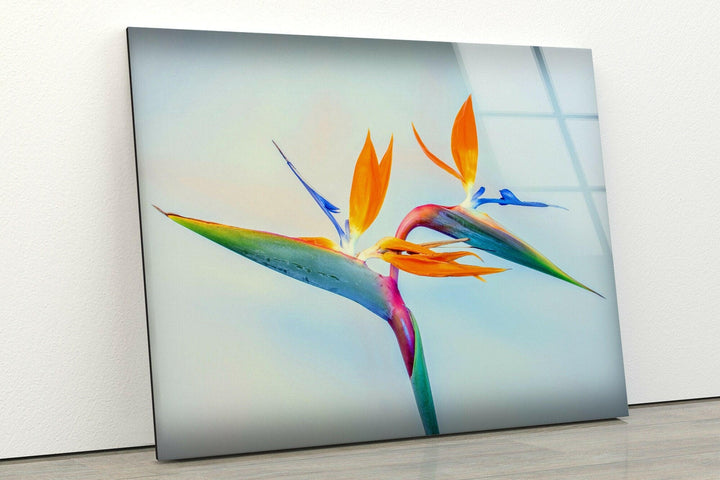 Strelitzia Flower Glass Wall Art, photo print on glass, prints on glass wall art